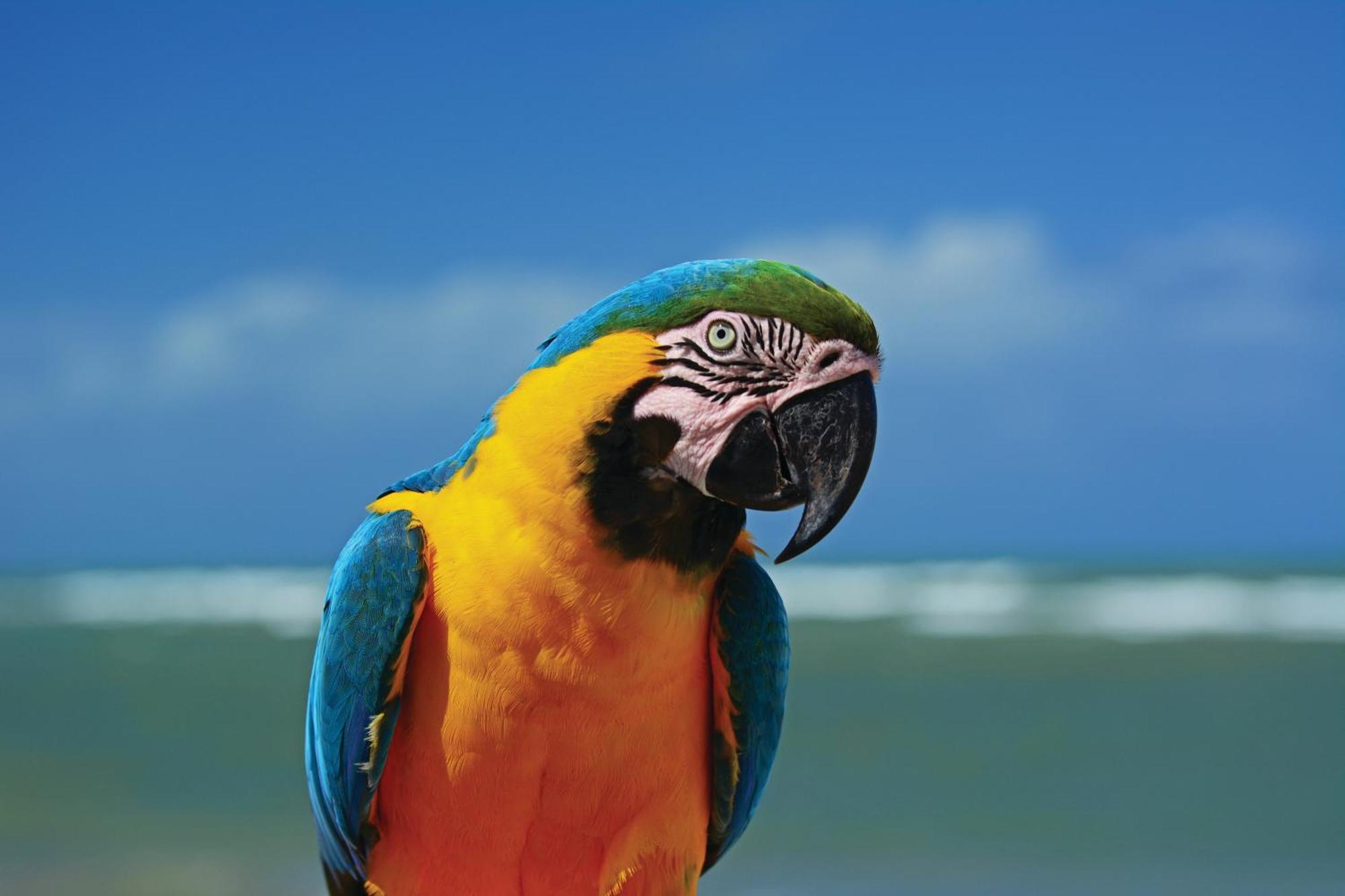 Serrambi Resort Porto de Galinhas Bagian luar foto