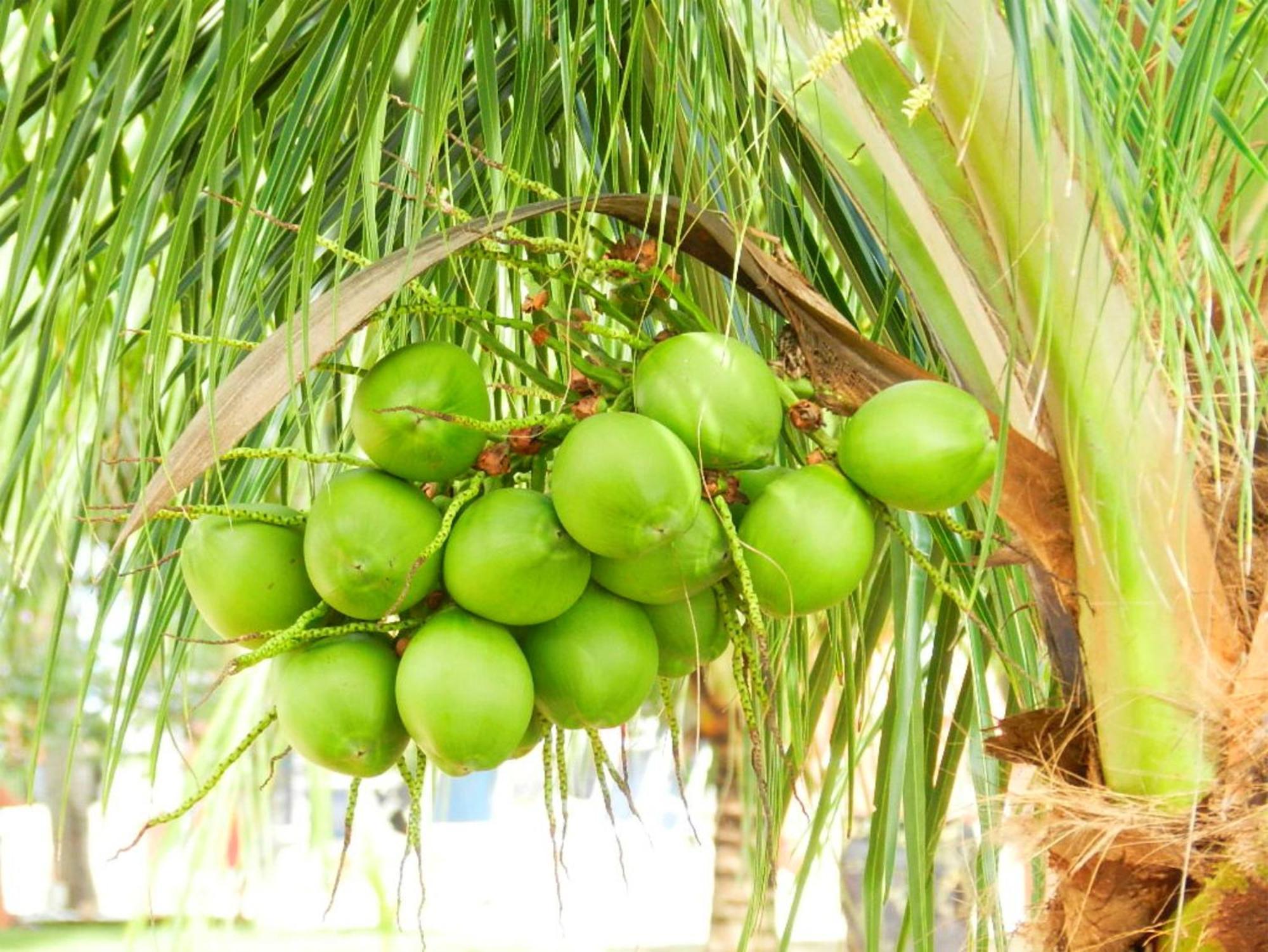 Serrambi Resort Porto de Galinhas Bagian luar foto
