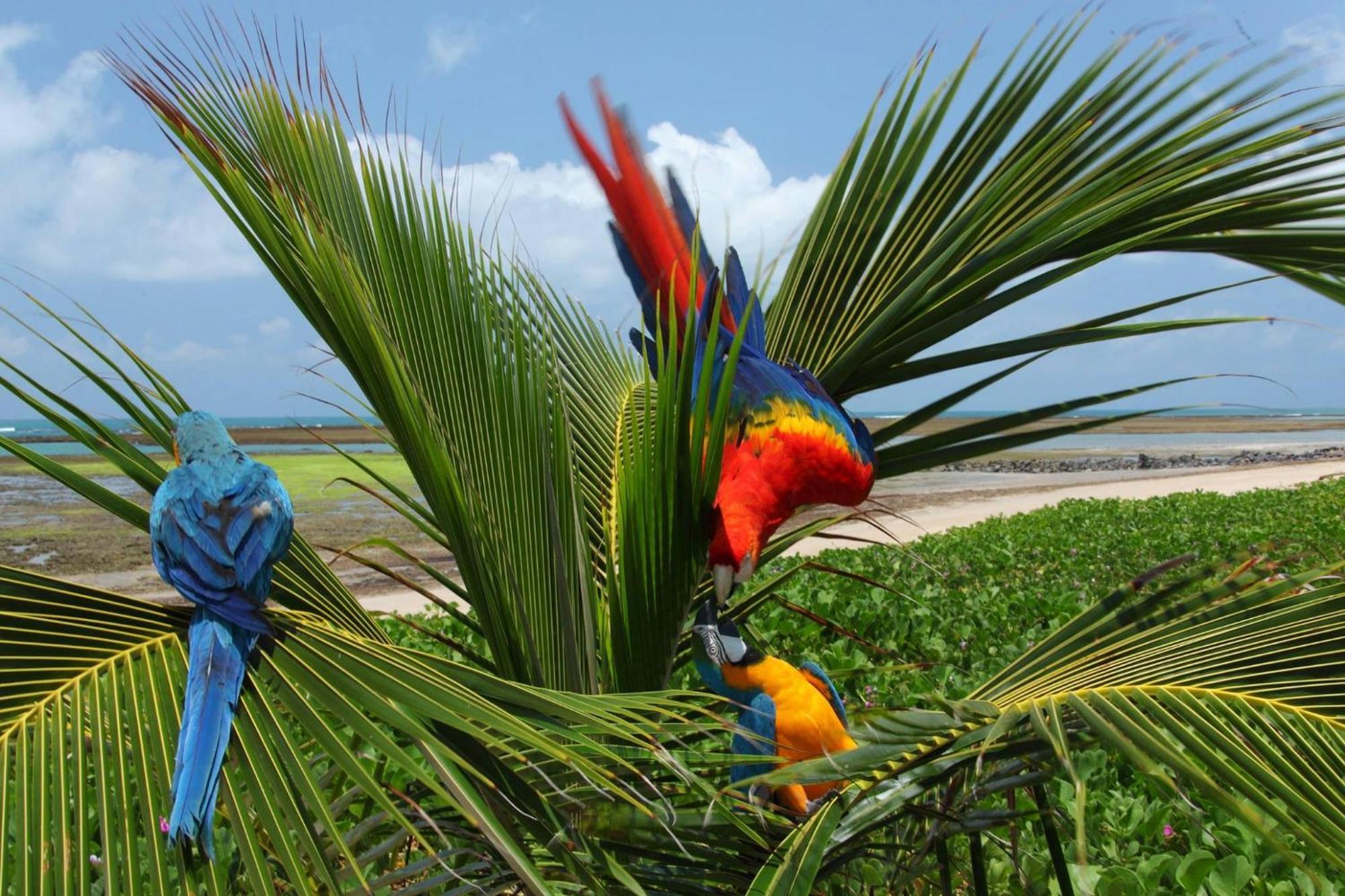 Serrambi Resort Porto de Galinhas Bagian luar foto